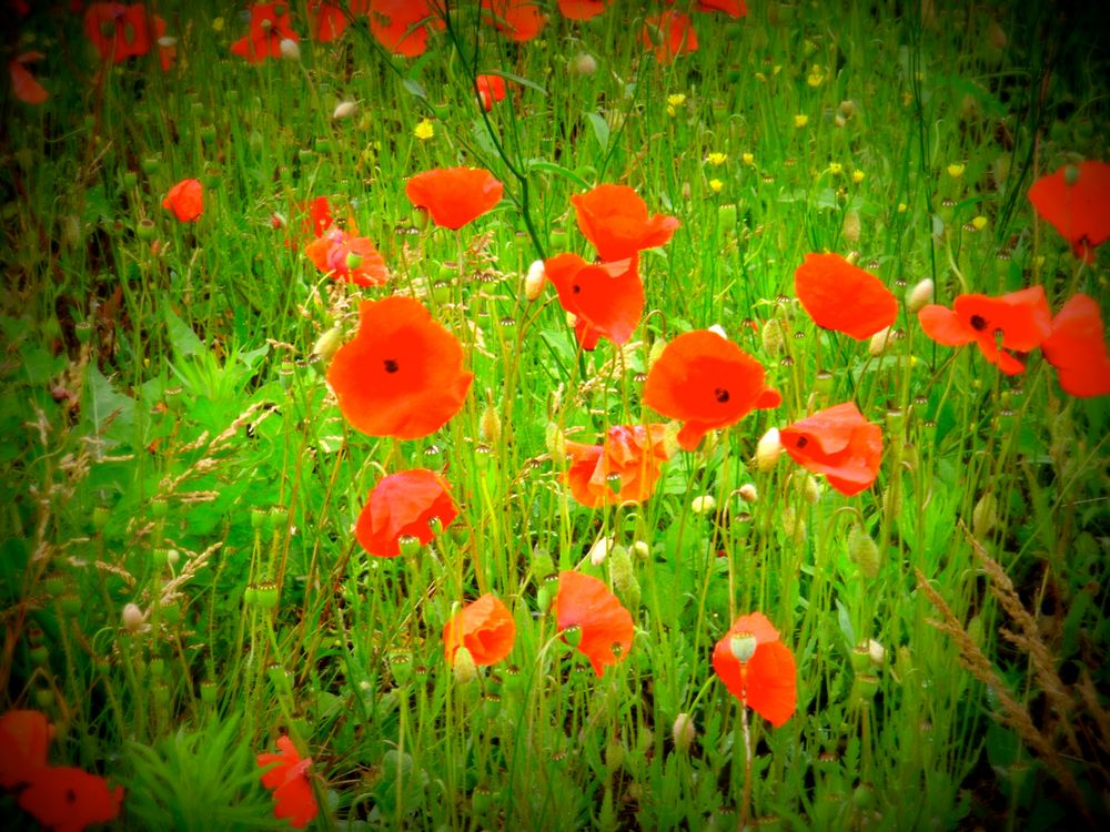 Rot blüht der Mohn...