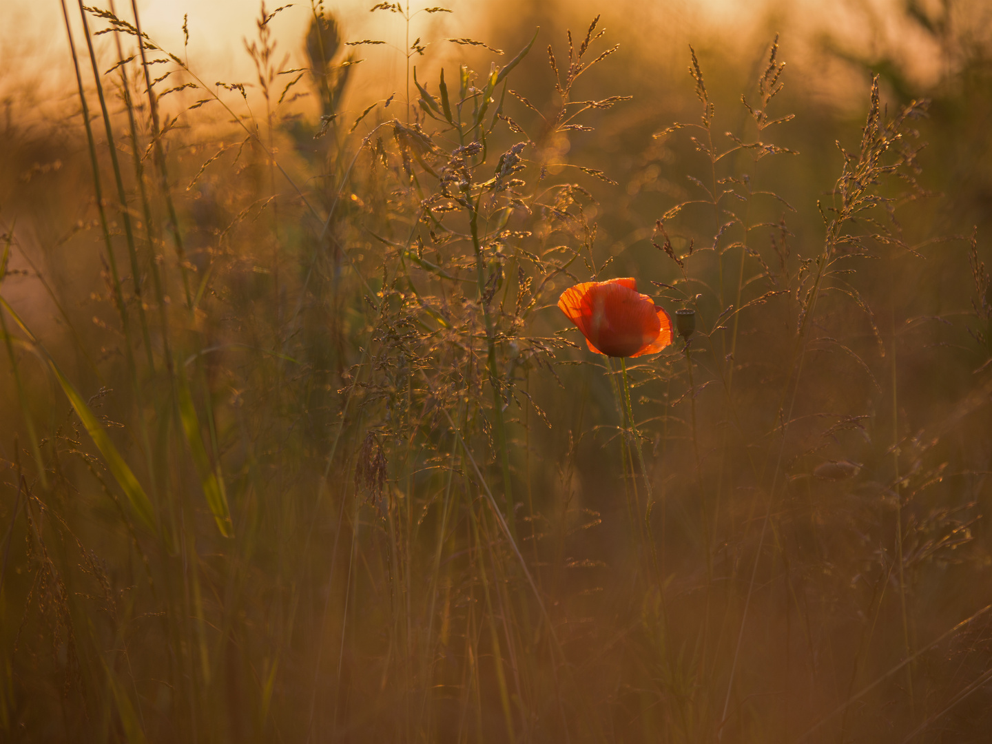 rot blu?ht der Mohn