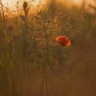 rot blu?ht der Mohn