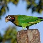 Rot - brauner Amazonenparrot