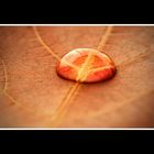 Rot-braunes Blatt mit Wassertropfen