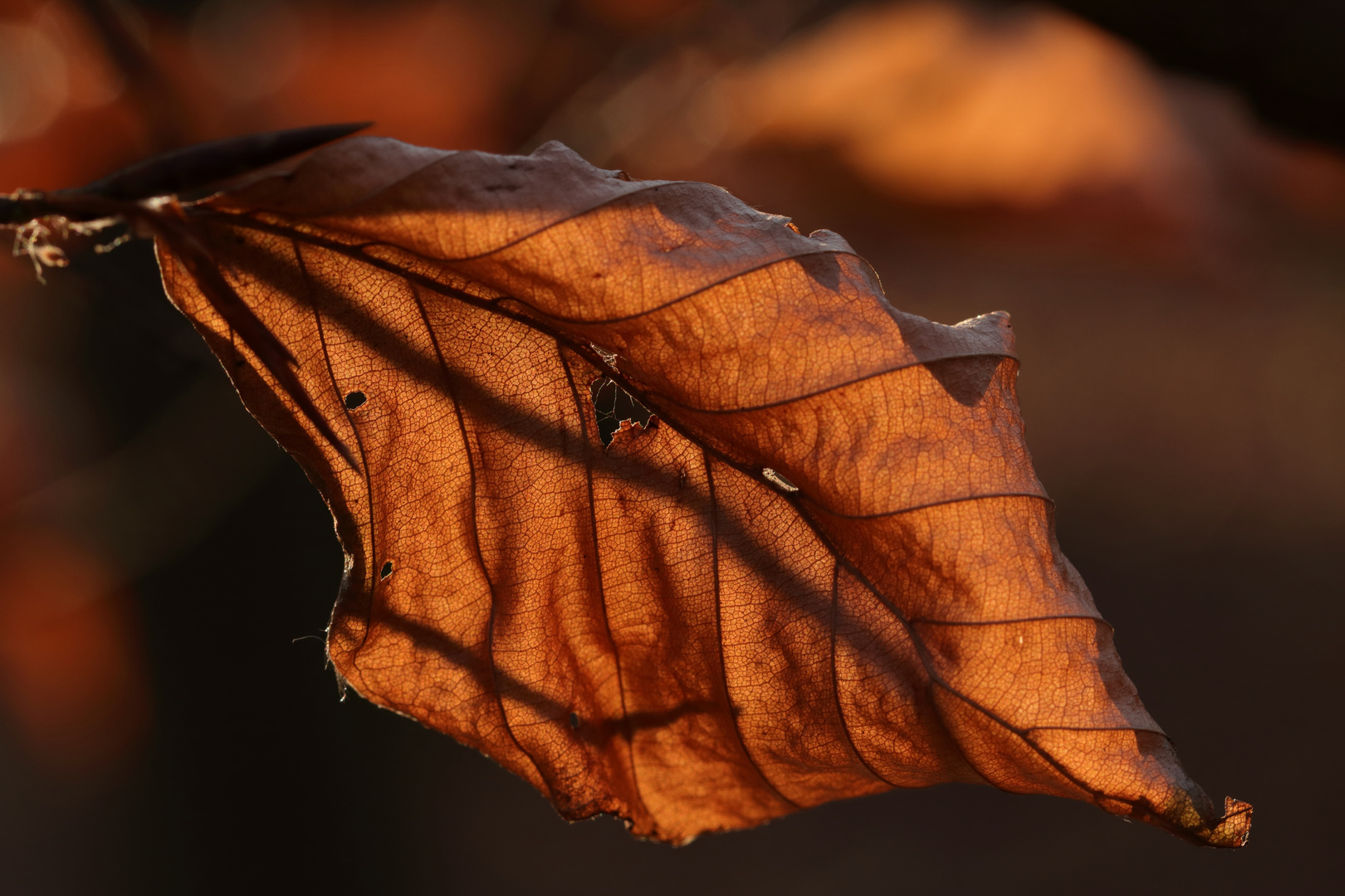 Rot-Buche (Fagus sylvatica)