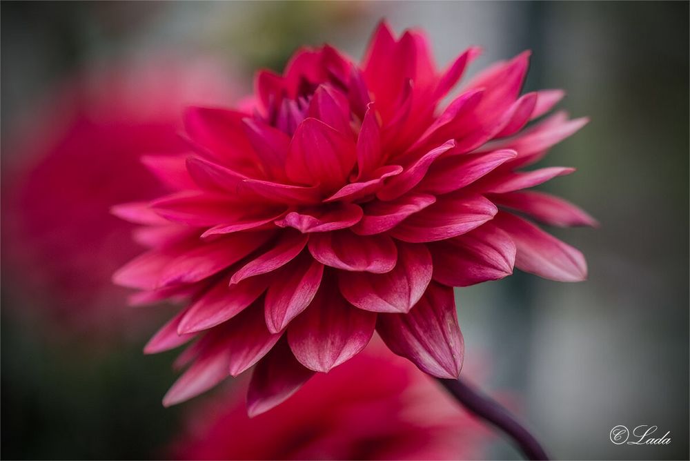 Rot Dahlia