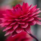 Rot Dahlia