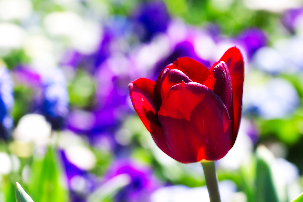 Rot, die Farbe der Liebe