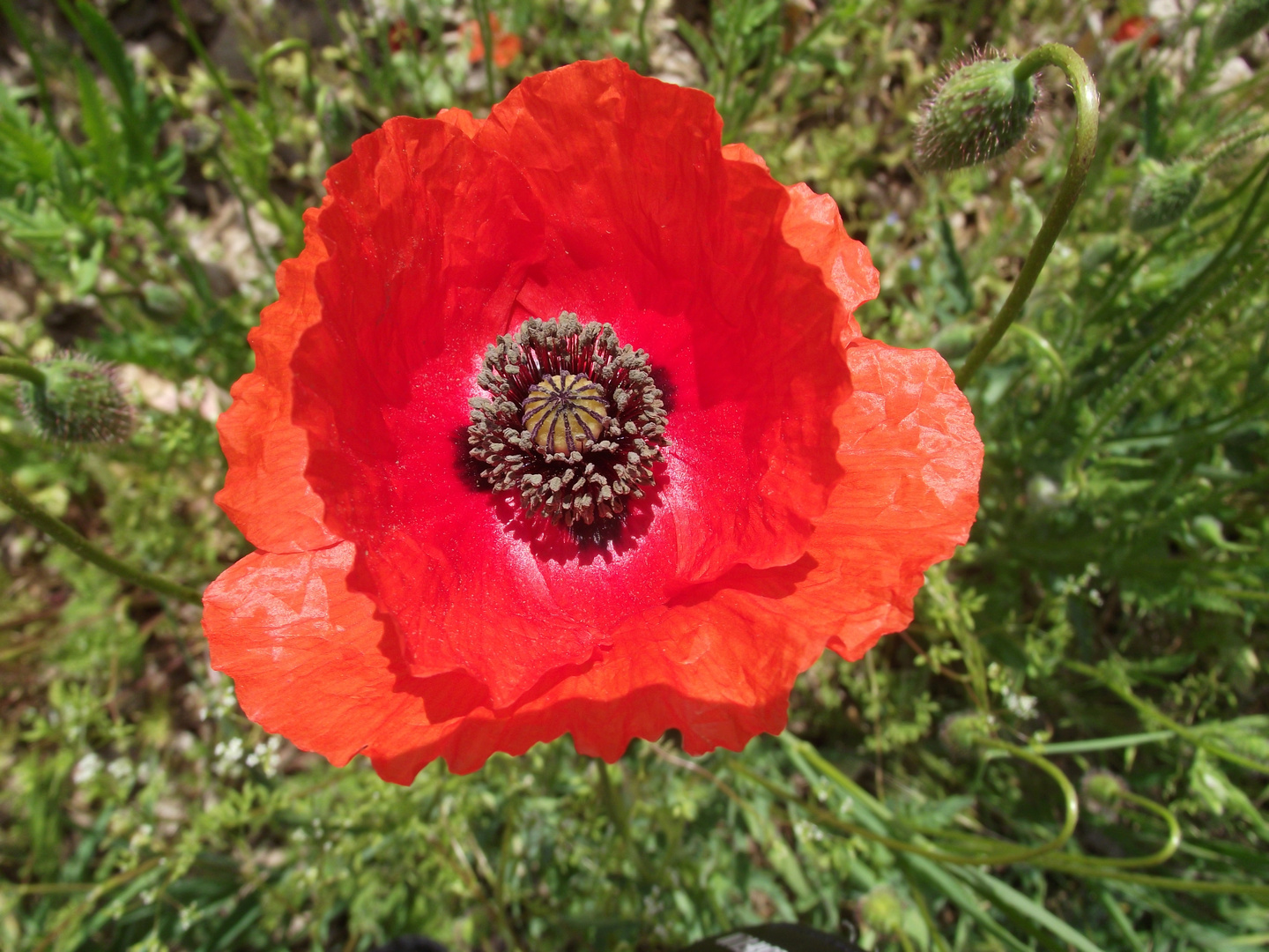 Rot die Farbe der Liebe