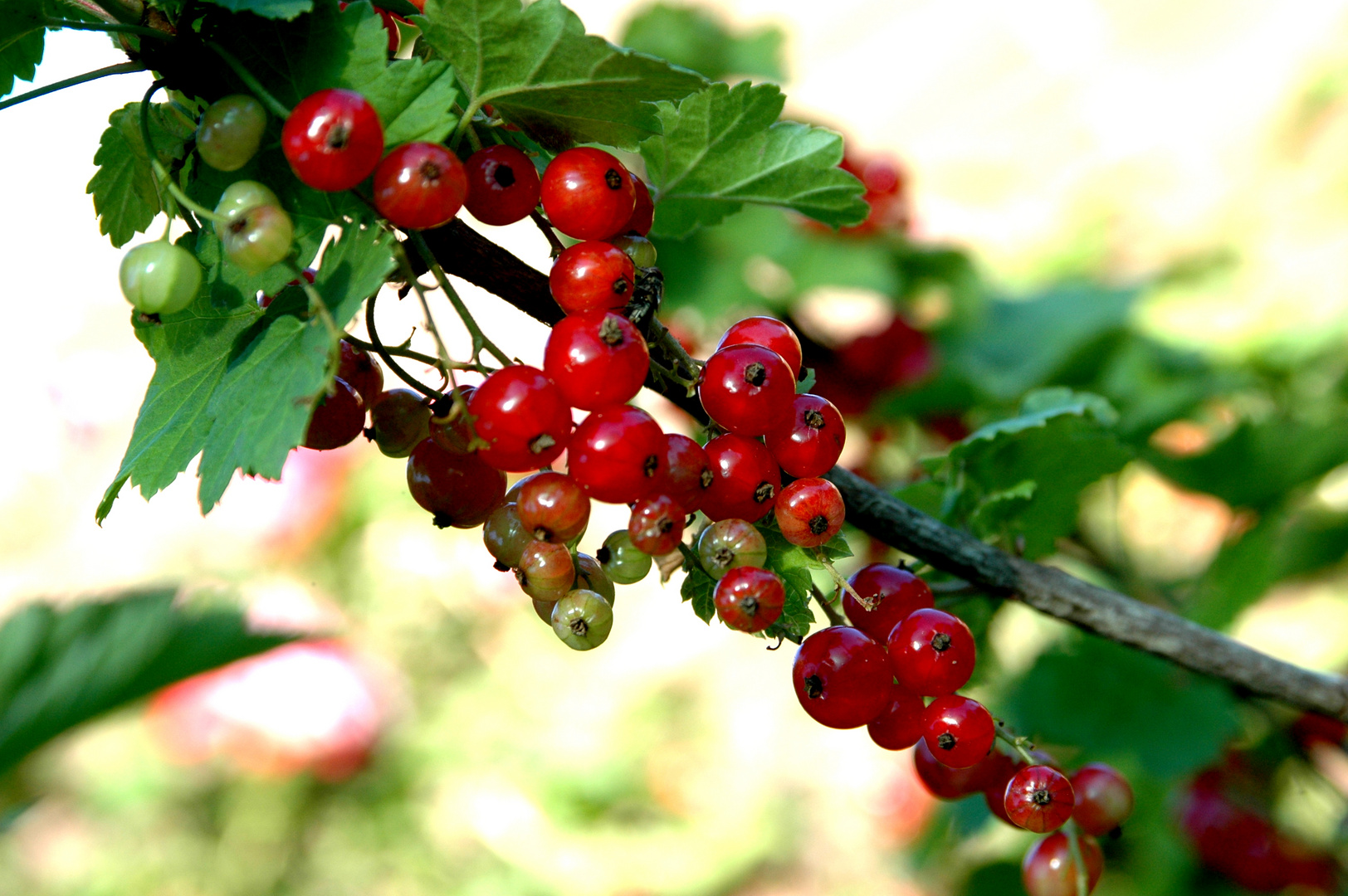 ROT - die Farbe der Reife