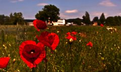 Rot - die schönste Farbe