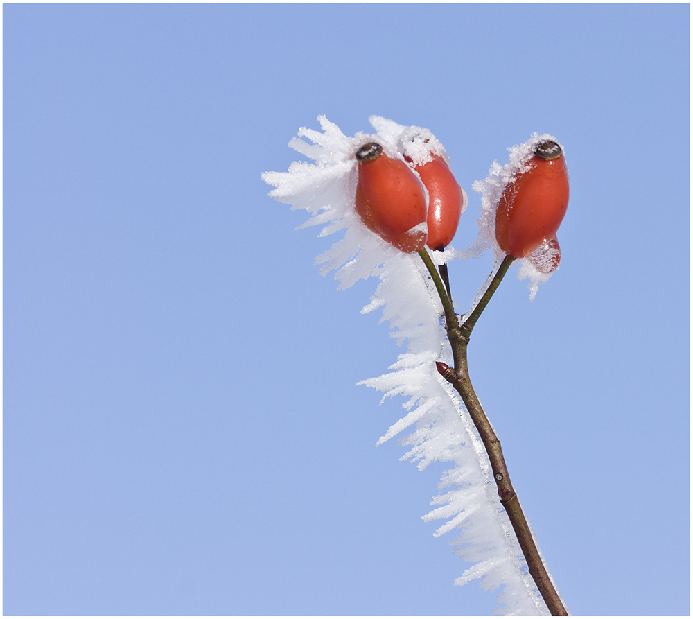 ROT - die Winterfarbe !