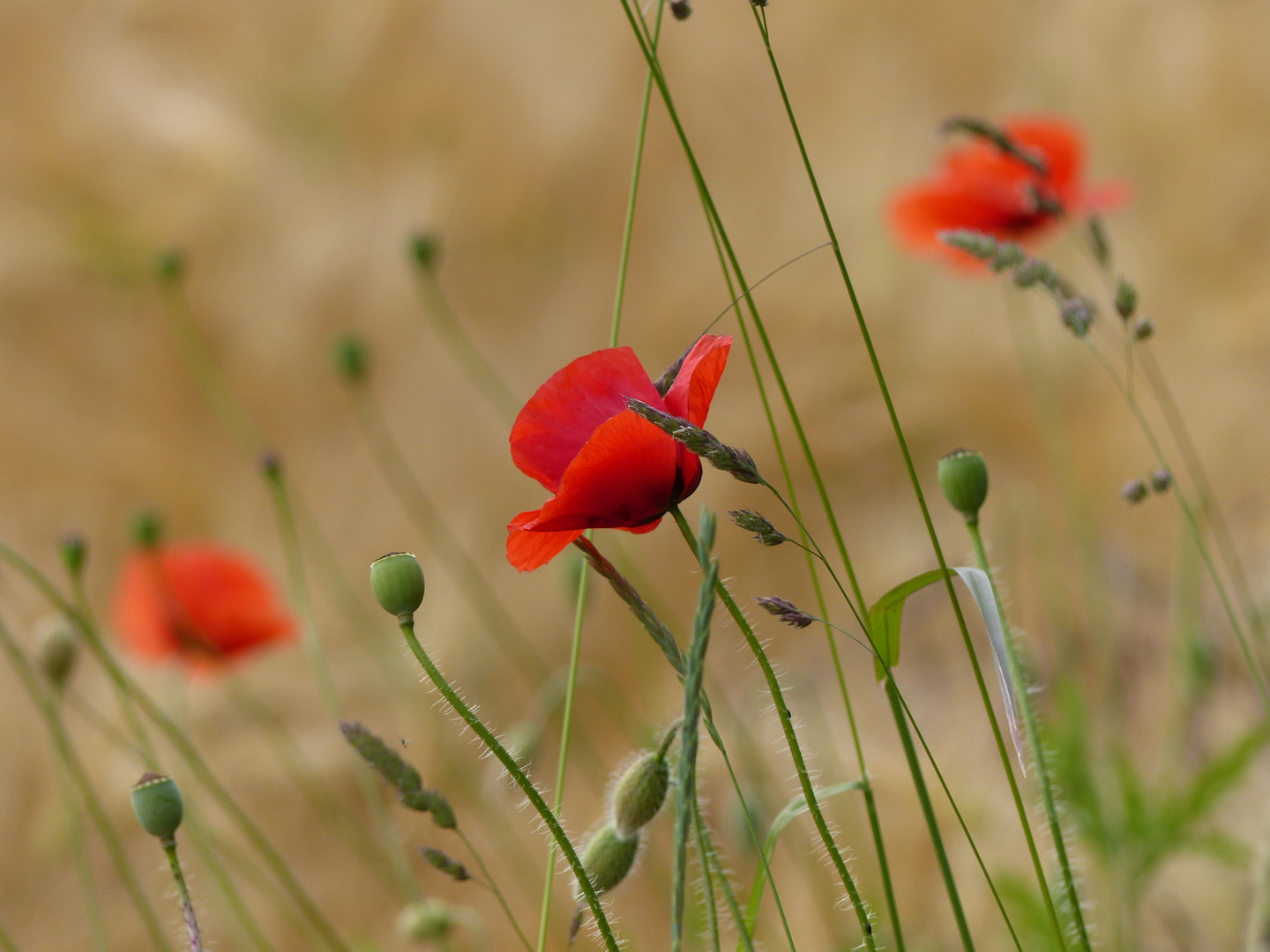 Rot - Farbe der Liebe