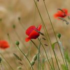 Rot - Farbe der Liebe