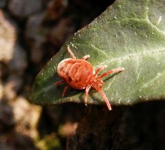 Rot, flott und winzig - Die Rote Samtmilbe (Trombidium holosericeum)