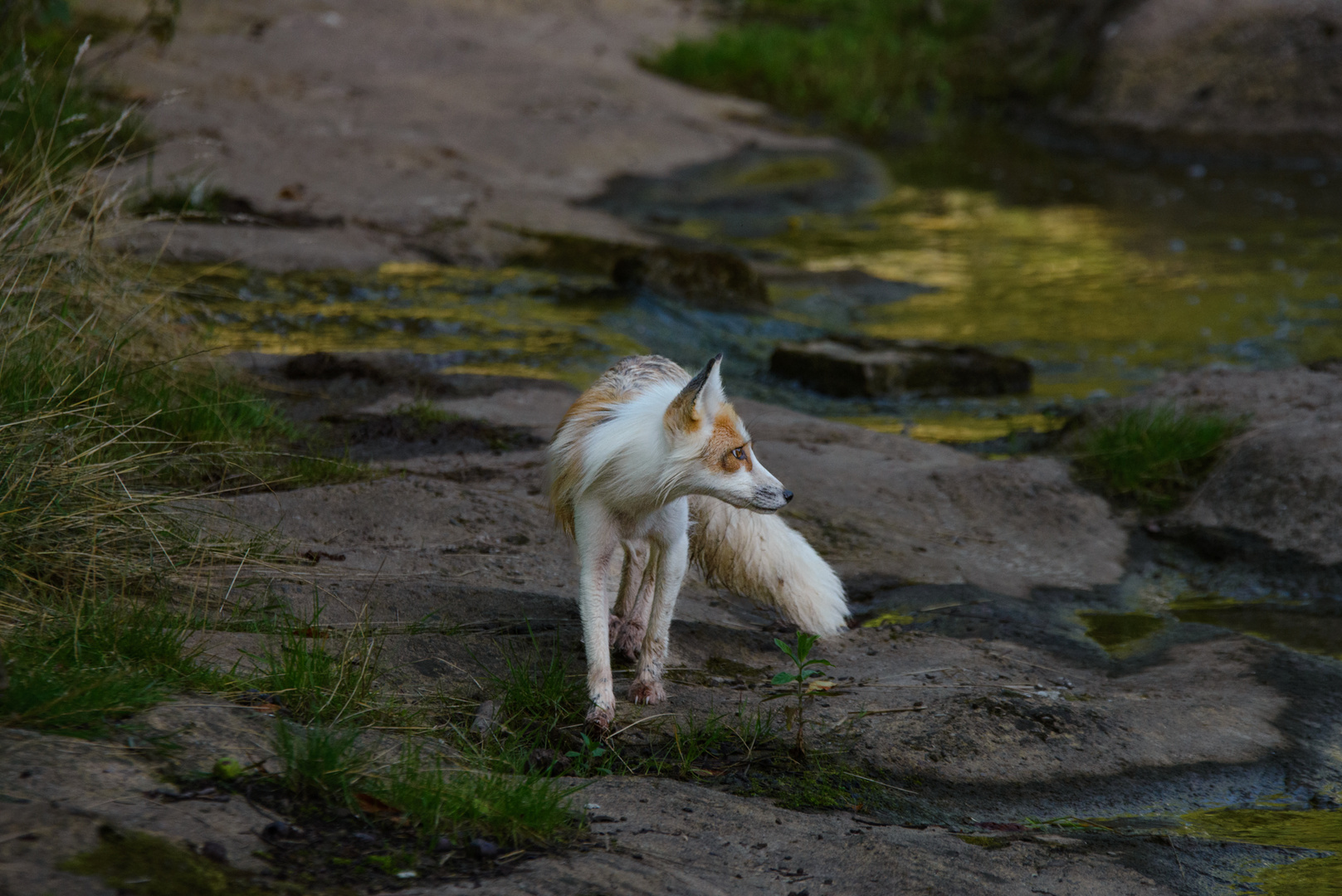 Rot-Fuchs. (Albino)