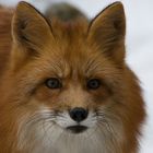 Rot Fuchs