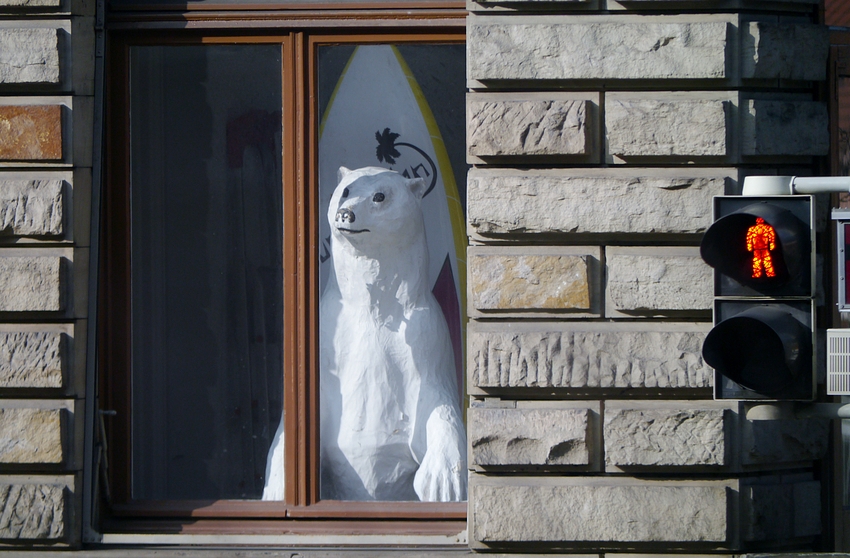 Rot für Eisbären