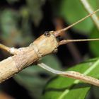 Rot geflügelte Stabschrecke