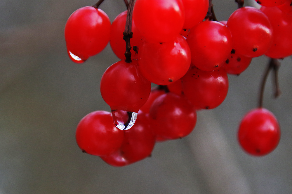 ROT gegen die Tristesse