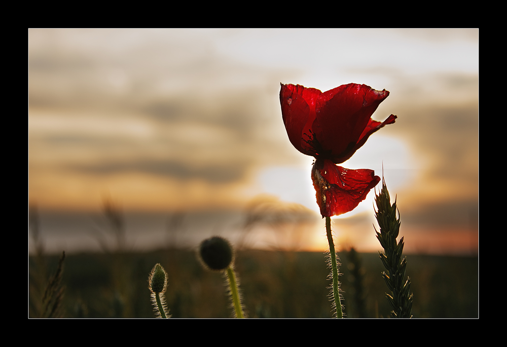 rot geht die Sonne unter