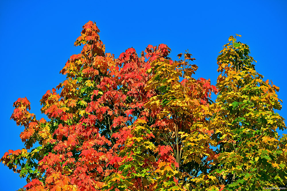 Rot-Gelb-Blau im Sonnenschein