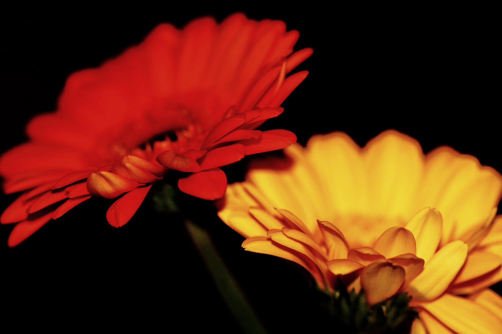 Gelb Und Rot Gelb Und Rot