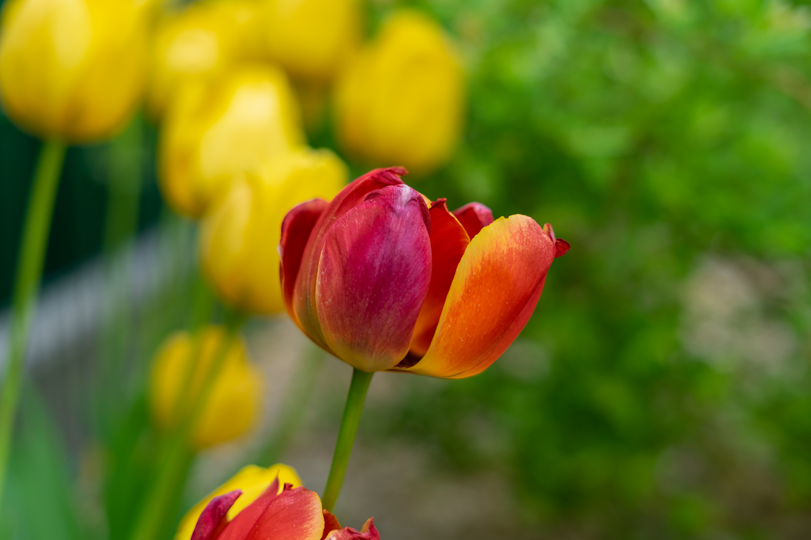 Rot-Gelb-Grün - Die Ampel im Garten