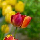 Rot-Gelb-Grün - Die Ampel im Garten