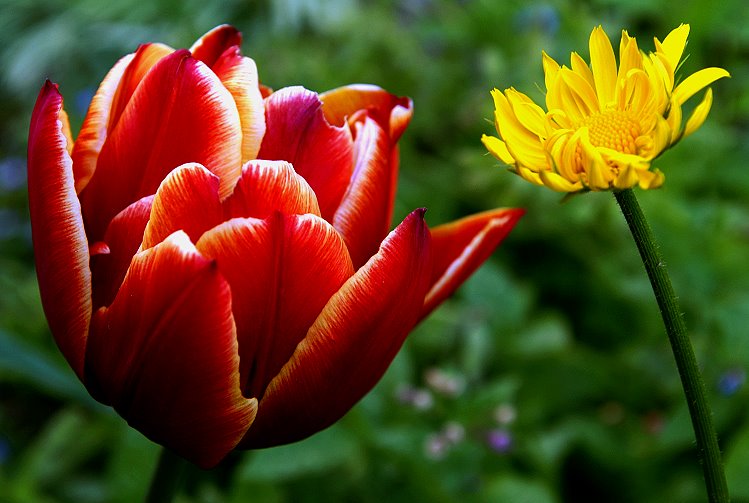 Rot - Gelb - Grüner Farbkontrast Foto &amp; Bild | pflanzen, pilze ...