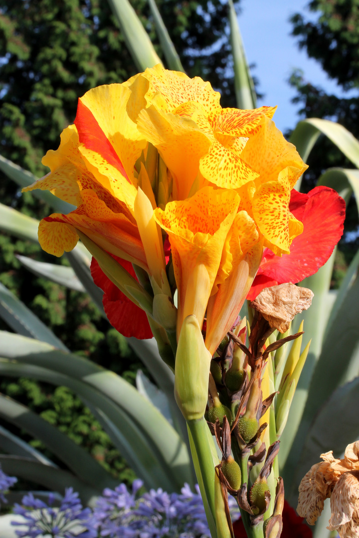 Rot-gelbe Blüte