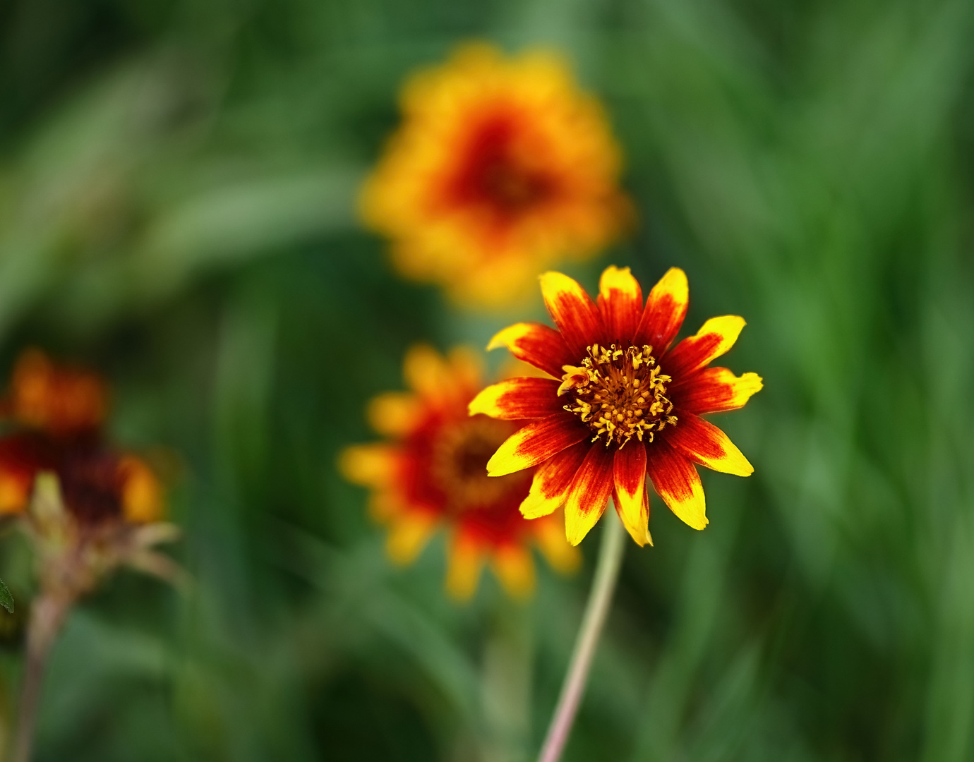 rot-gelbe Blume 1-mein Mittwochsblümchen