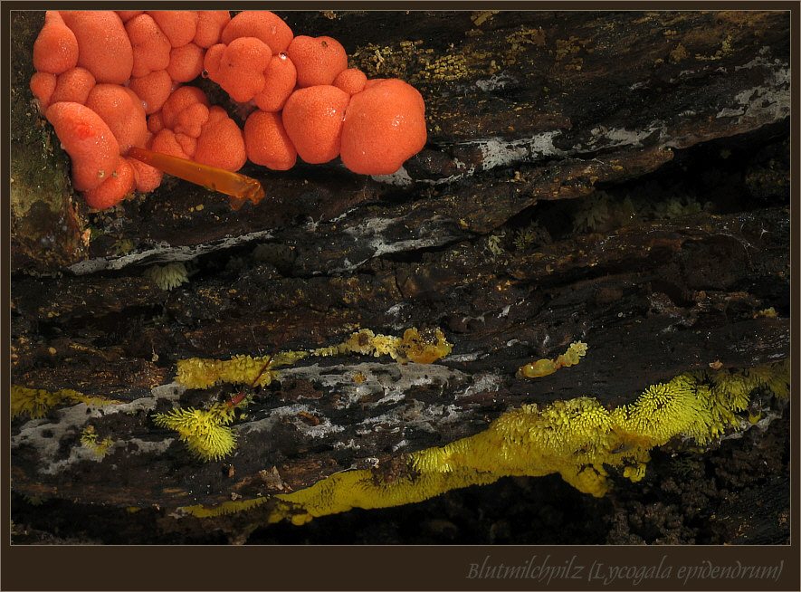 Rot-Gelbe Blutschleimmilchpilze...