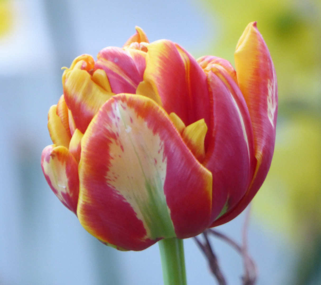 rot-gelbe Einzeltulpenblüte