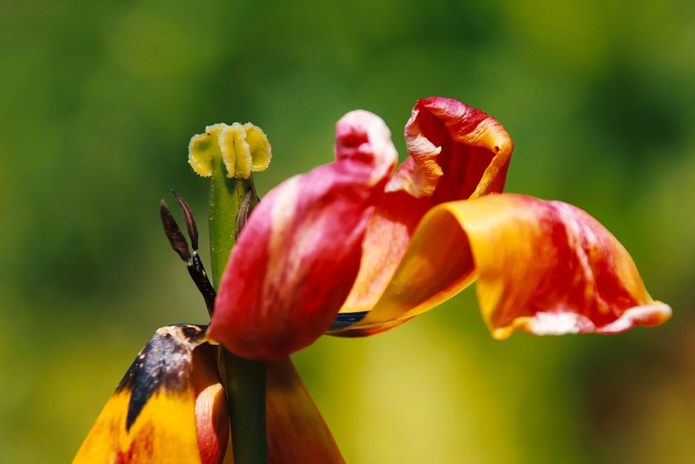 rot-gelbe Tulpe