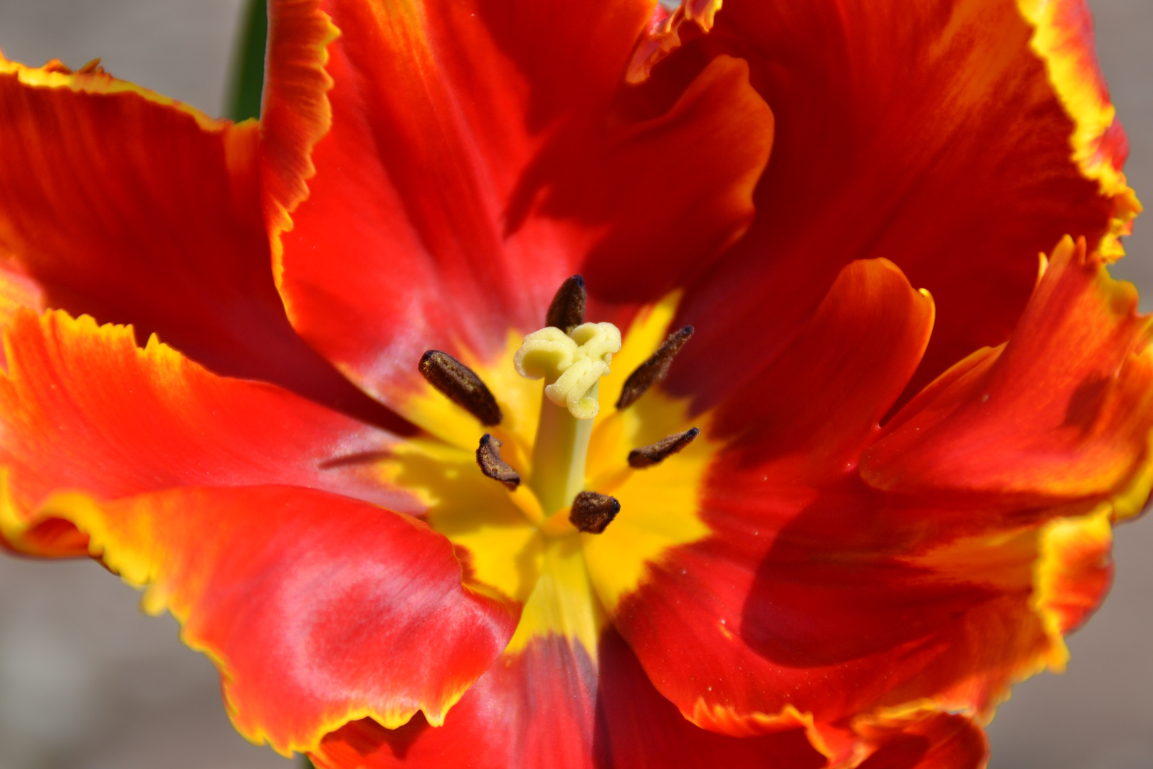 Rot gelbe Tulpe