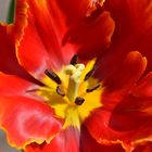 Rot gelbe Tulpe