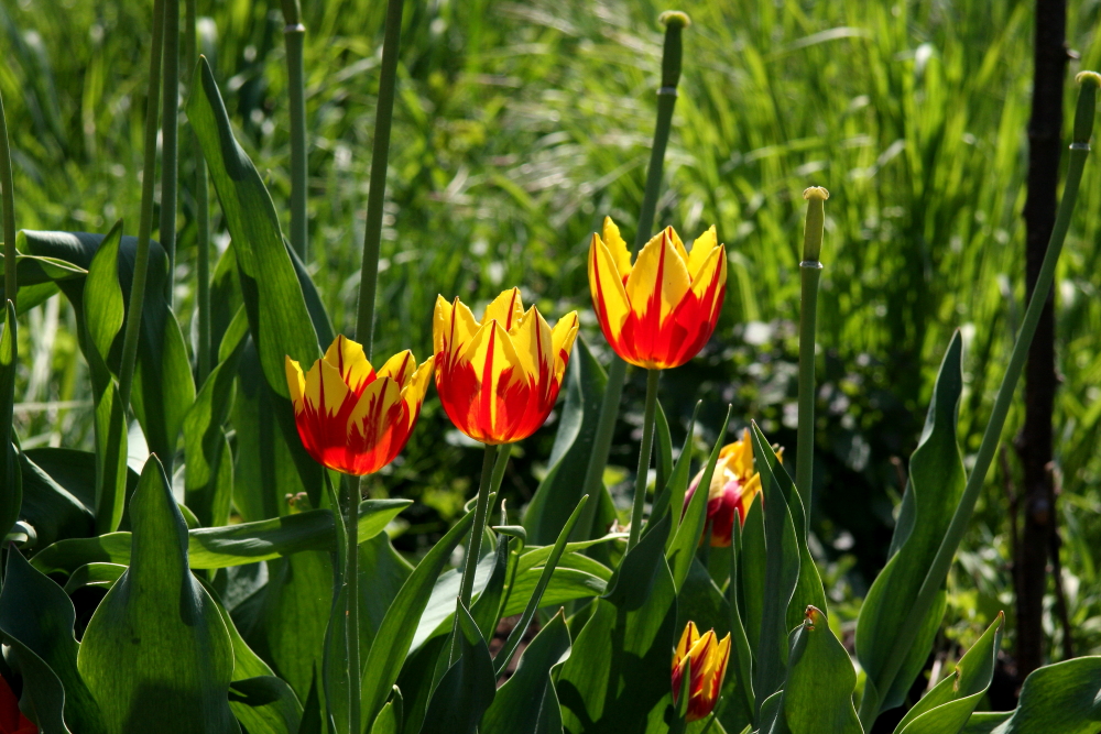 Rot, gelbe Tulpen