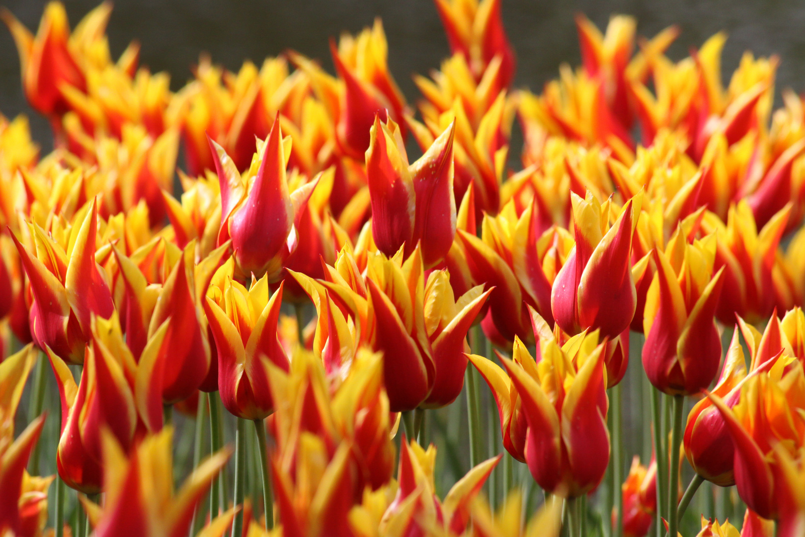 Rot-gelbe Tulpen