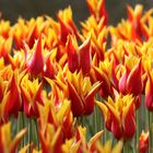 Rot-gelbe Tulpen