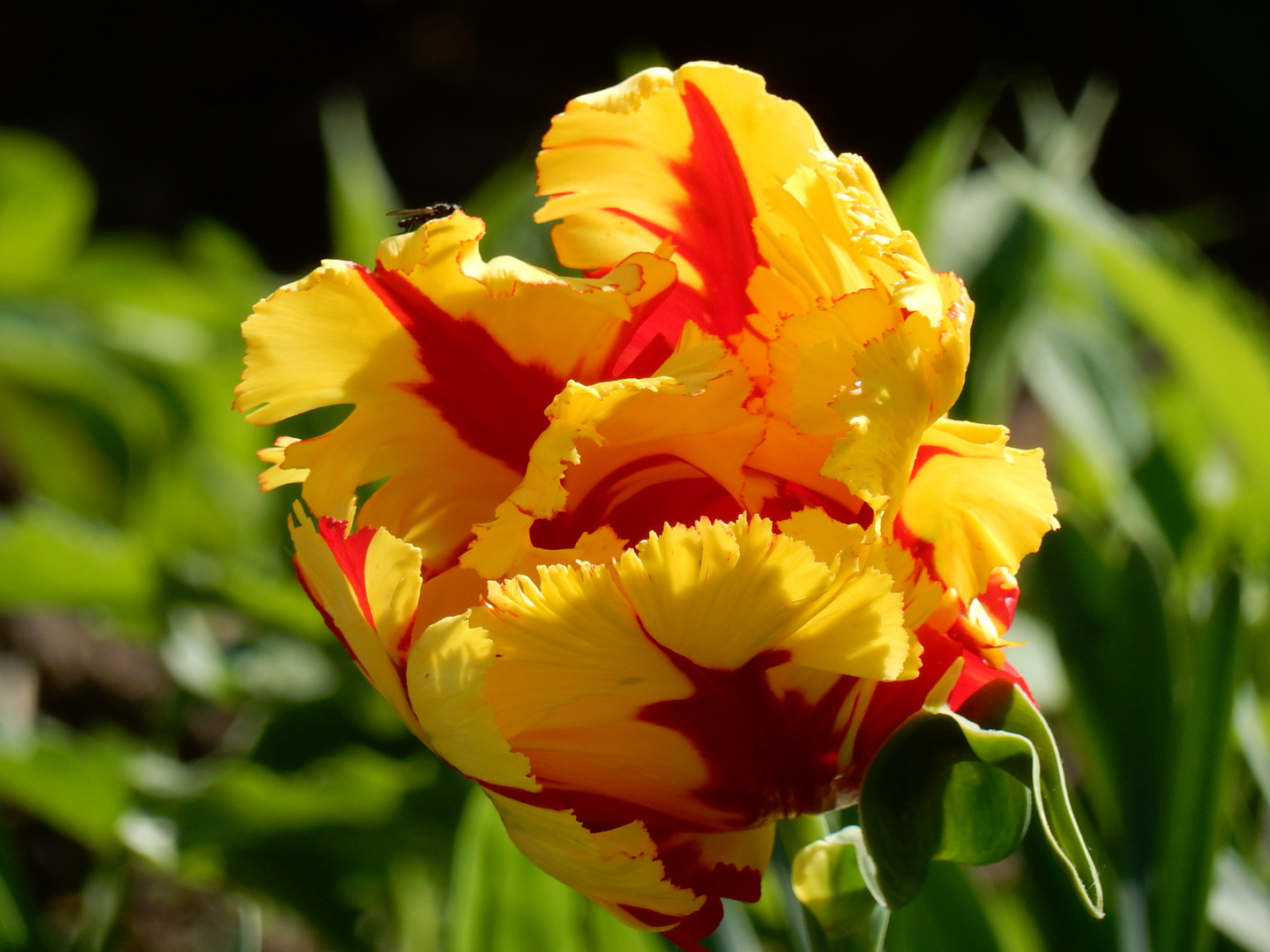 Rot-Gelbe Tulpenblüte