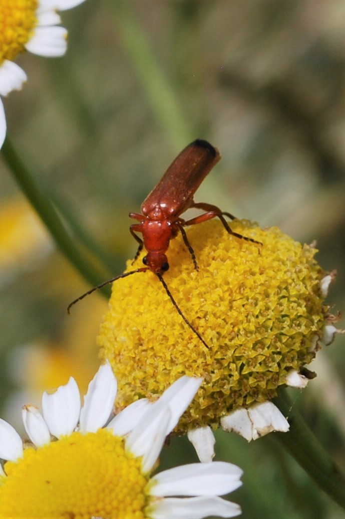 Rot-Gelber Weichkäfer 