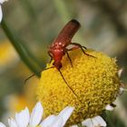 Rot-Gelber Weichkäfer 