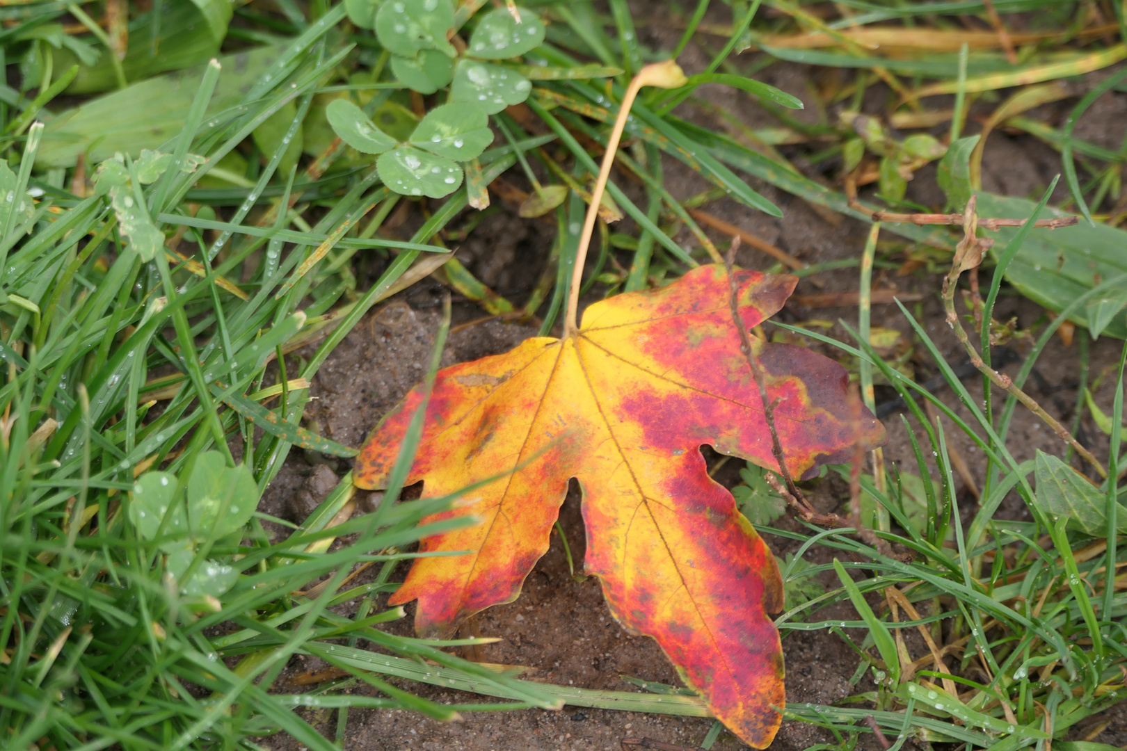 rot-gelbes Herbstblatt im Gras