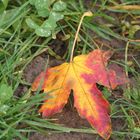 rot-gelbes Herbstblatt im Gras