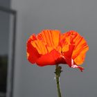 Rot glüht der Mohn...