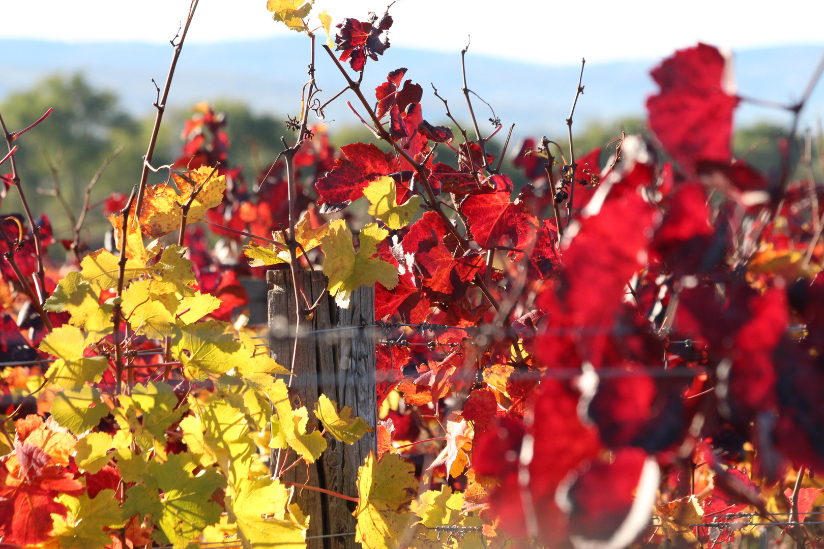 Rot - Gold - Burgenländischer goldener Herbst