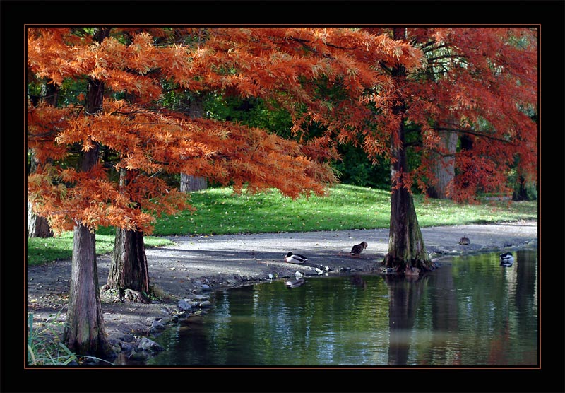 Rot-goldener Oktober