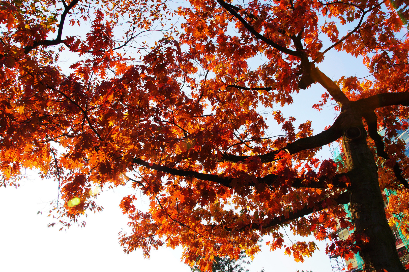 (ROT) Goldener Oktober