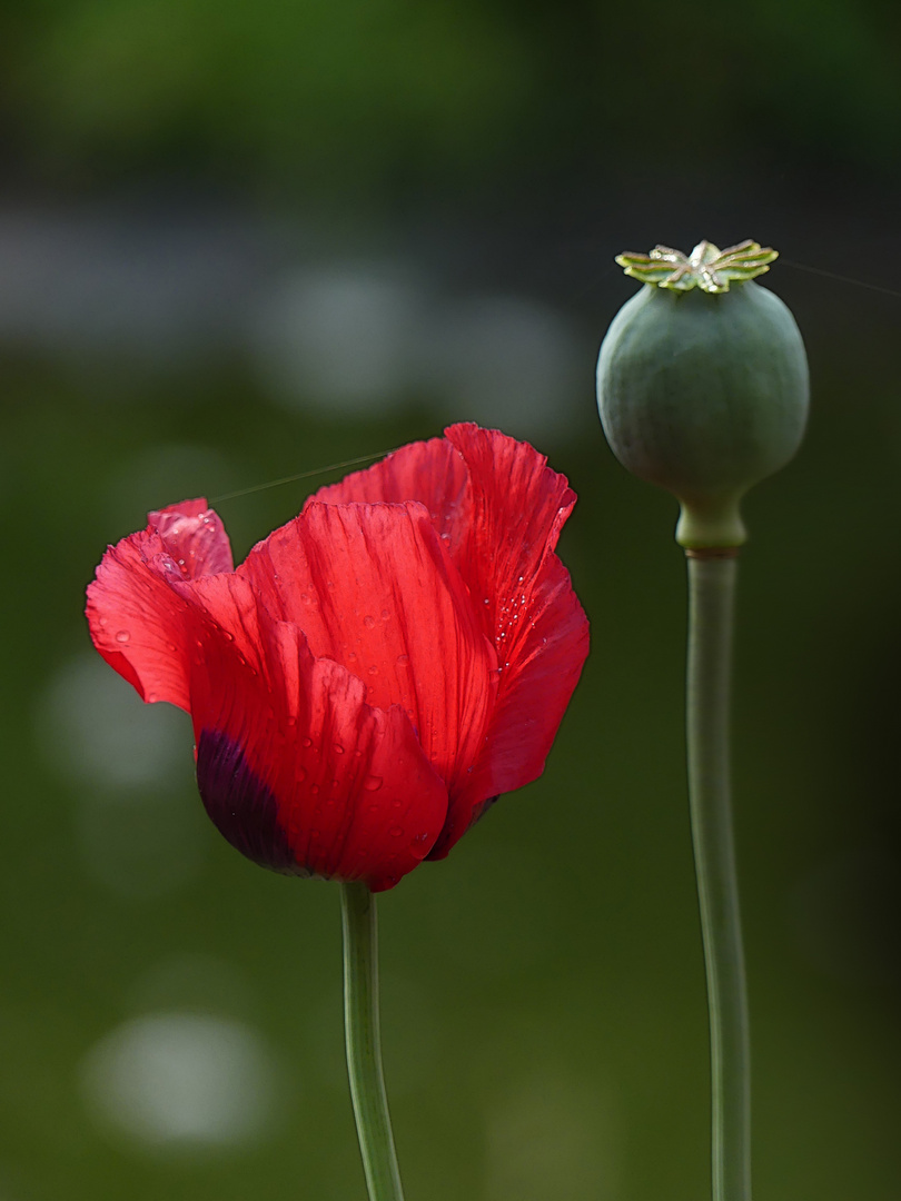 Rot & Grün