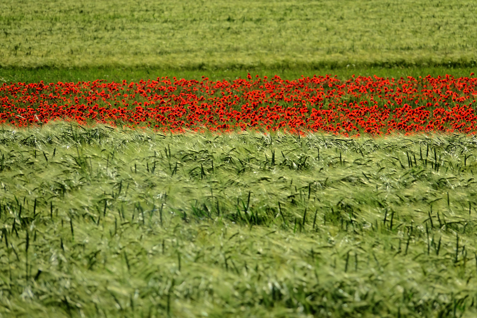 Rot - Grün