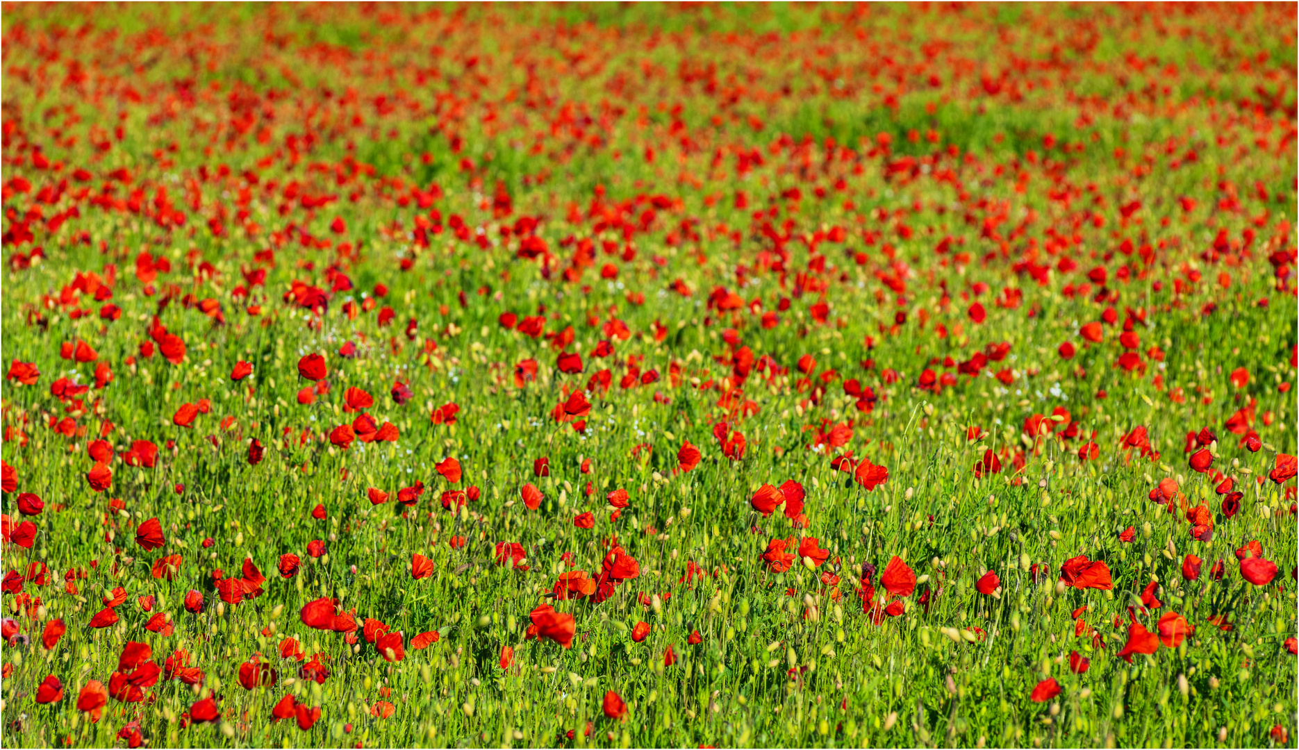 "ROT - GRÜN"