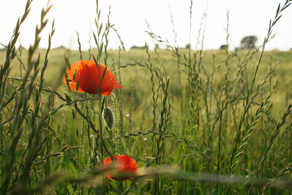 Rot-Grün